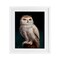 Stupell Industries Snowy Owl King Framed Print Under Glass, design by Lucia Heffernan